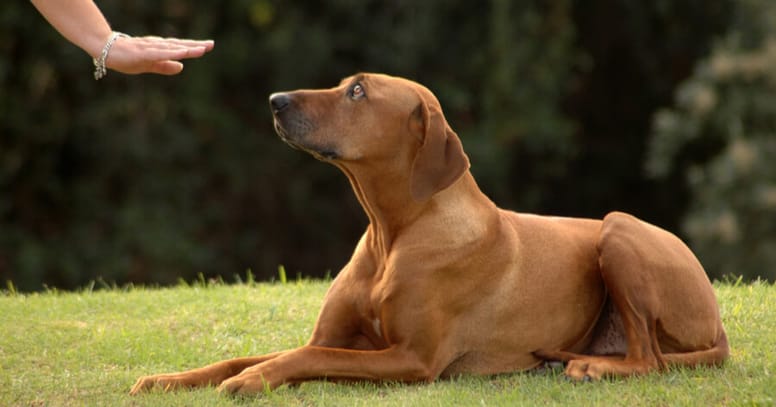 Wenn der Hund taub ist: Was tun und wie erziehen?